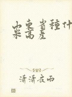 山东省种什么玉米高产