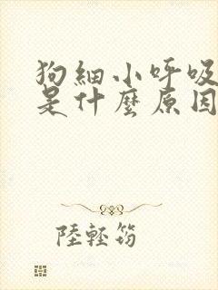 狗细小呼吸急促是什么原因