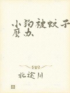 小狗被蚊子咬怎么办