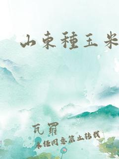 山东种玉米时间