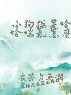 小狗总是哈哈哈哈喘气怎么回事