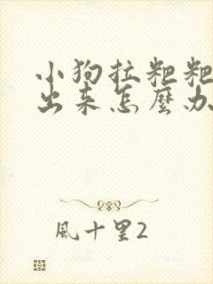 小狗拉粑粑拉不出来怎么办