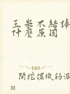 玉米不结棒子是什么原因