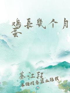 鸡长几个月能下蛋