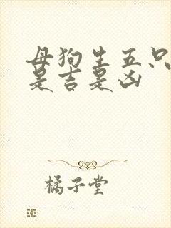母狗生五只小狗是吉是凶