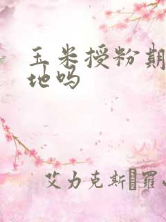 玉米授粉期能浇地吗