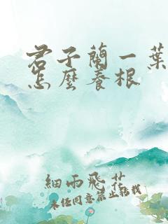 君子兰一叶小苗怎么养根
