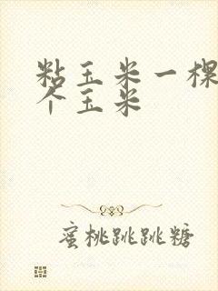 粘玉米一棵长几个玉米