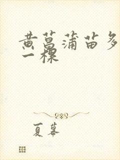 黄菖蒲苗多少钱一棵