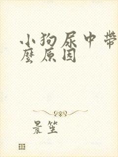 小狗尿中带血什么原因