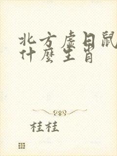 北方虚日鼠凶是什么生肖