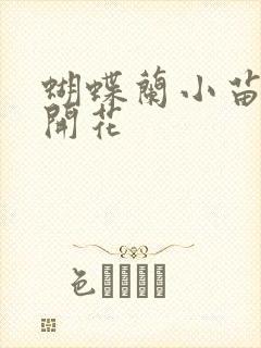 蝴蝶兰小苗几年开花