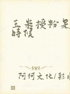 玉米授粉是什么时候