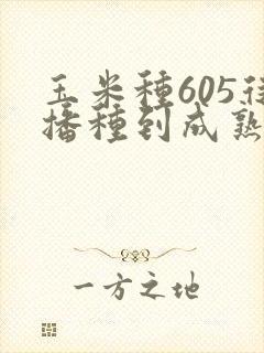 玉米种605从播种到成熟多少天