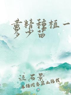 黄精种植一亩要多少苗