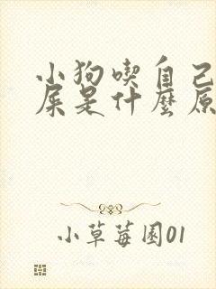 小狗吃自己拉的屎是什么原因