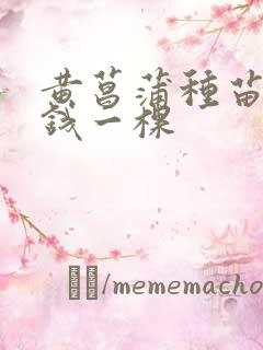 黄菖蒲种苗多少钱一棵