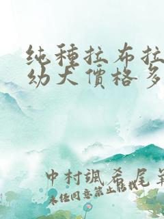 纯种拉布拉多犬幼犬价格多少钱