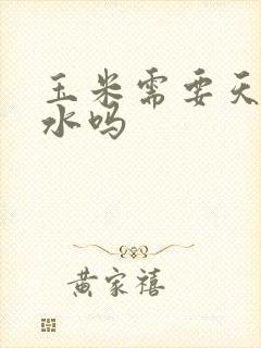 玉米需要天天浇水吗