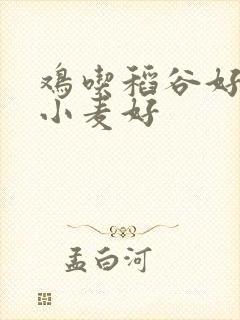 鸡吃稻谷好还是小麦好