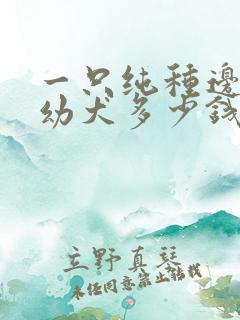 一只纯种边牧犬幼犬多少钱