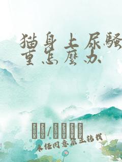 猫身上尿骚味很重怎么办