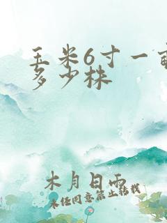 玉米6寸一亩地多少株