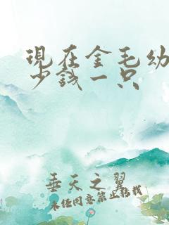现在金毛幼犬多少钱一只