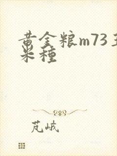 黄金粮m73玉米种