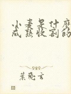 小麦是什么时候成熟收割的