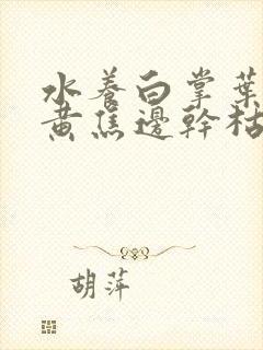 水养白掌叶子发黄焦边干枯是怎么回事