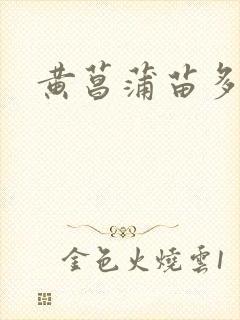 黄菖蒲苗多少钱