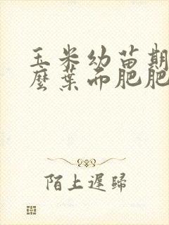 玉米幼苗期用什么叶面肥肥最佳