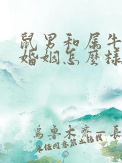鼠男和属牛女的婚姻怎么样