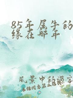 85年属牛的姻缘在哪年