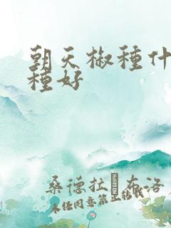 朝天椒种什么品种好