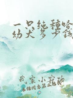 一只纯种哈士奇幼犬多少钱一只