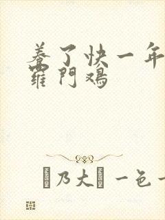 养了快一年的婆罗门鸡