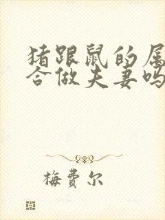 猪跟鼠的属相适合做夫妻吗