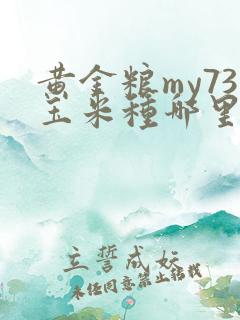 黄金粮my73玉米种哪里有售