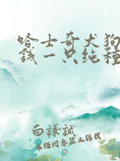 哈士奇犬狗多少钱一只纯种