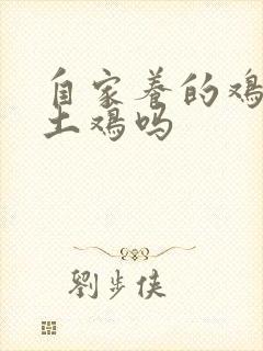 自家养的鸡是叫土鸡吗