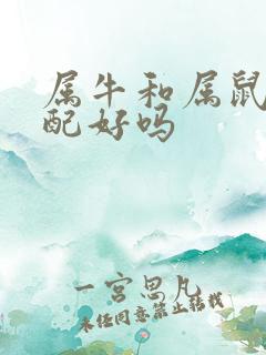 属牛和属鼠的婚配好吗
