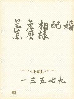 羊兔相配婚姻会怎么样