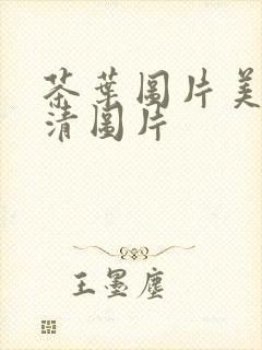茶叶图片美图高清图片