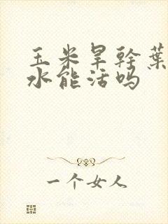 玉米旱干叶了浇水能活吗