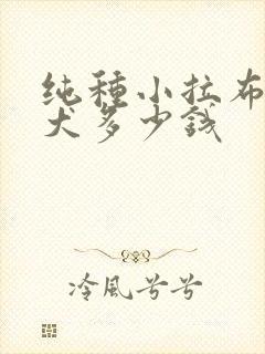 纯种小拉布拉多犬多少钱