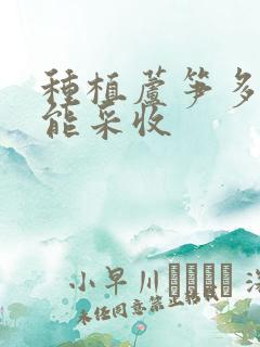 种植芦笋多久才能采收