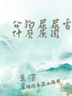 公狗尿尿处流血什么原因