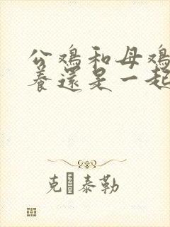 公鸡和母鸡分开养还是一起养好